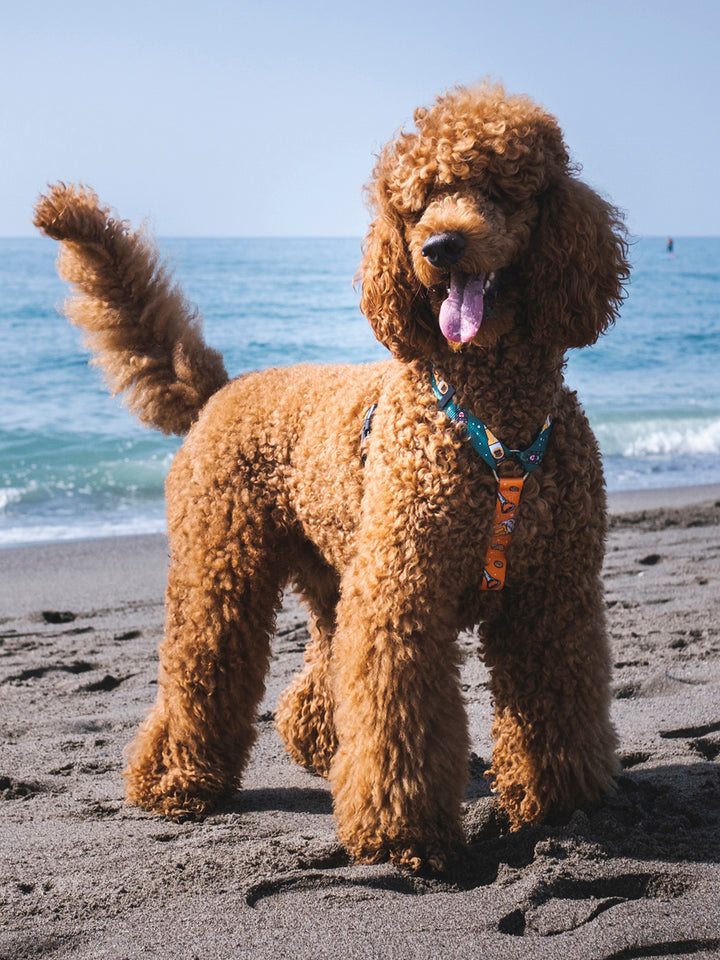 ARNÊS CLÁSSICO PARA CÃES BEER