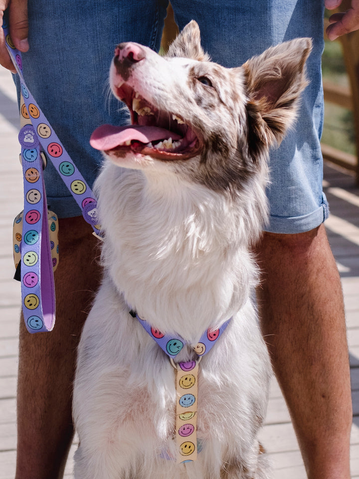 ARNÉS CLÁSICO PARA PERRO SMILEY