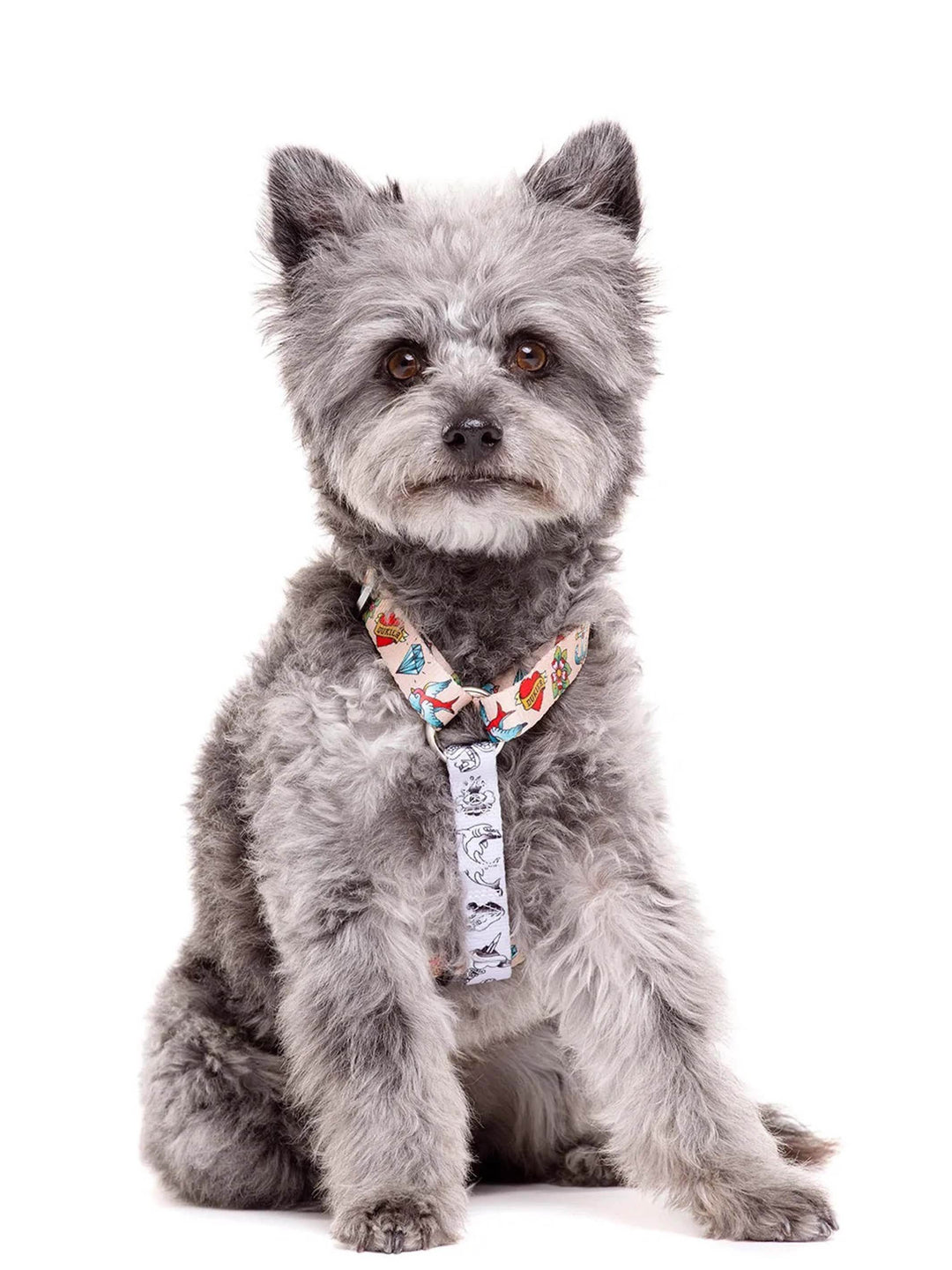 TATTOO CLASSIC DOG HARNESS