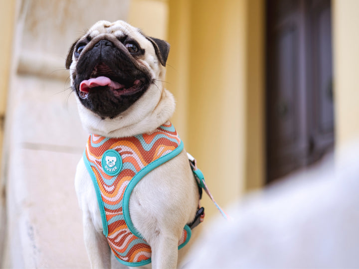 PEACE REVERSIBLE DOG HARNESS