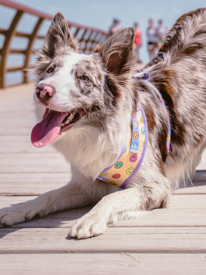 SMILEY ADJUSTABLE DOG HARNESS