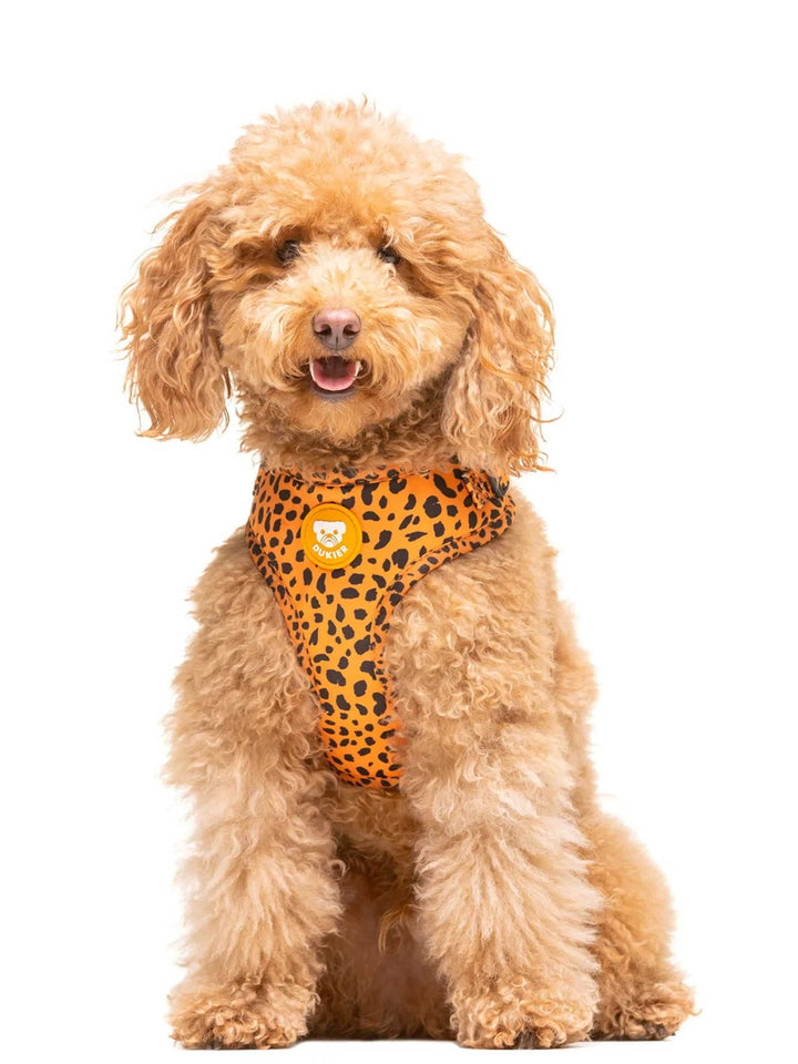 ARNÉS AJUSTABLE PARA PERRO CHEETAH GOLD - Dukier