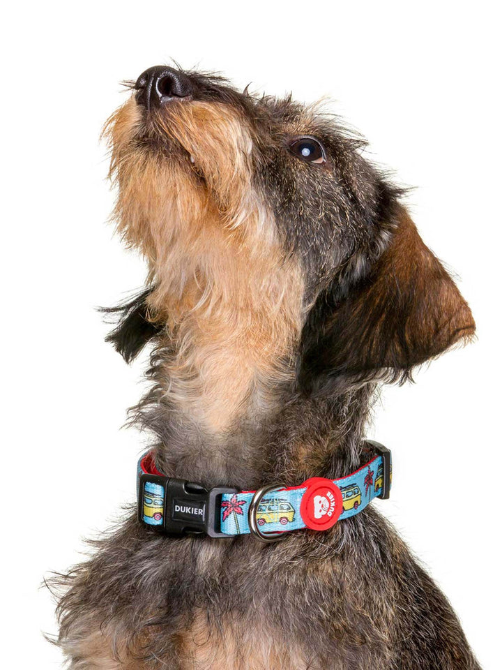 CALIFORNIA COLLAR FOR DOGS