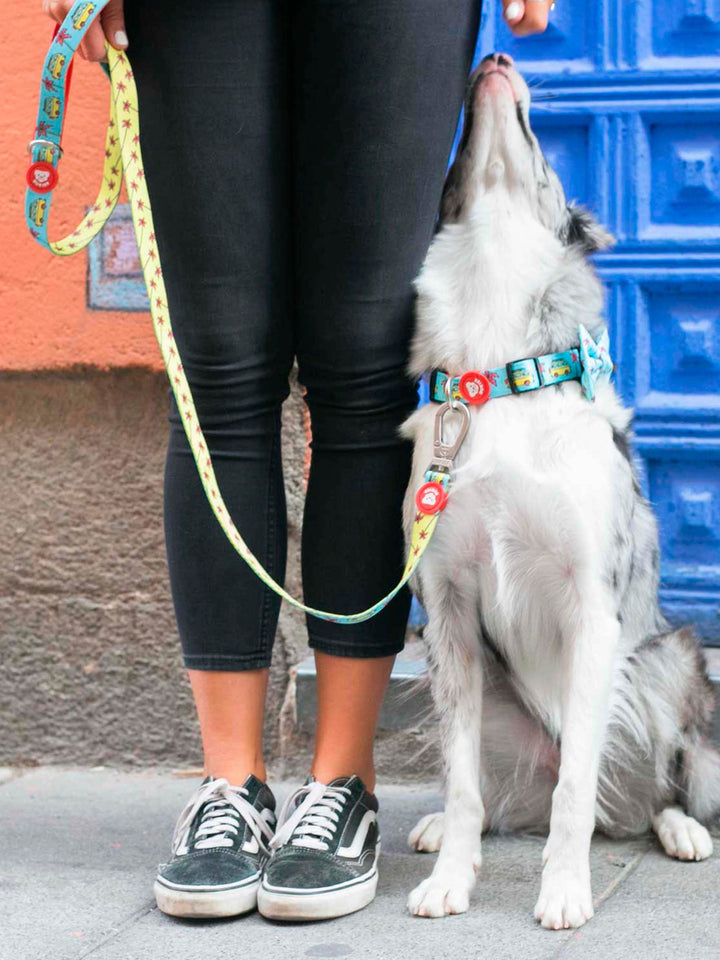 CALIFORNIA COLLAR FOR DOGS