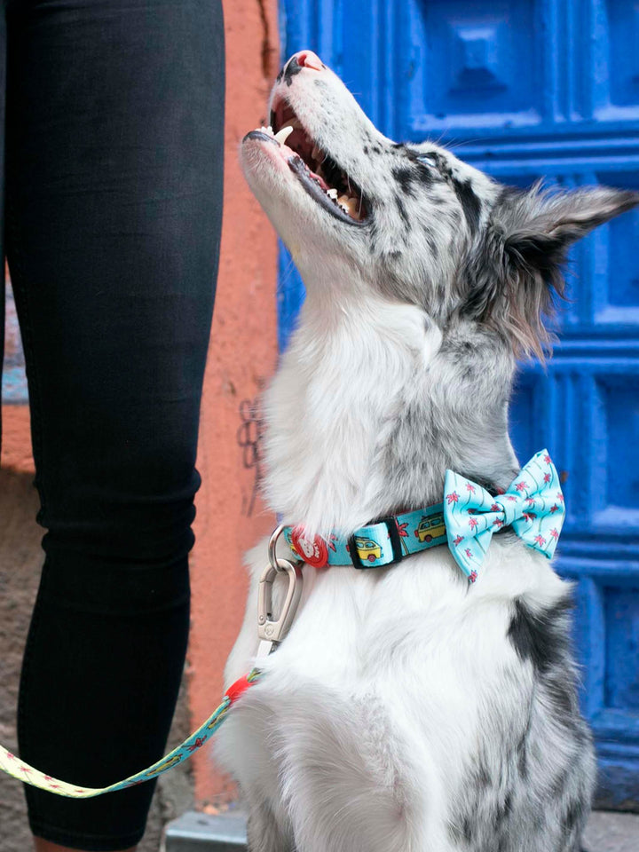 CALIFORNIA COLLAR FOR DOGS