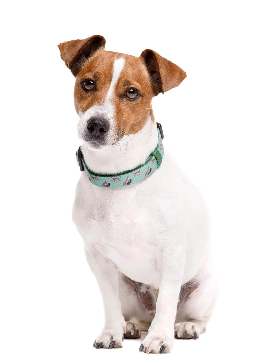 COLLAR PARA PERRO LEOPARD