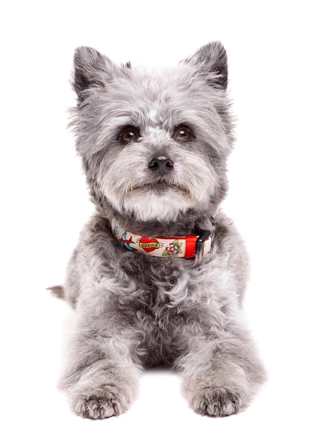 COLLIER TATOO POUR CHIEN