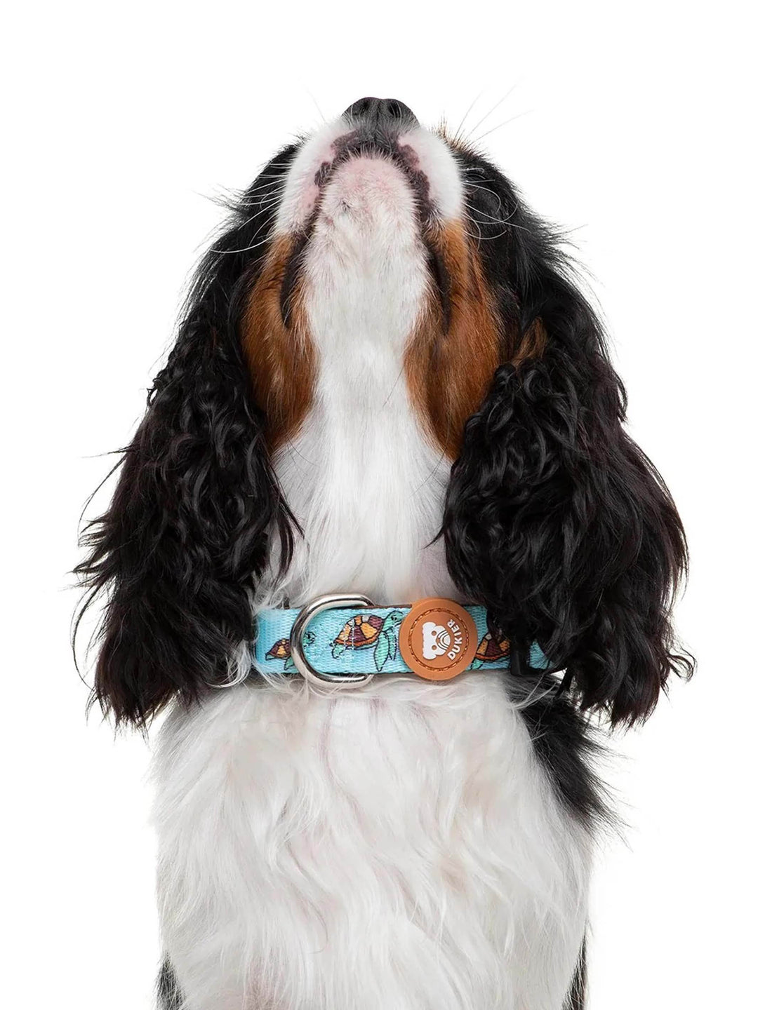 COLLAR PARA PERRO TURTLE