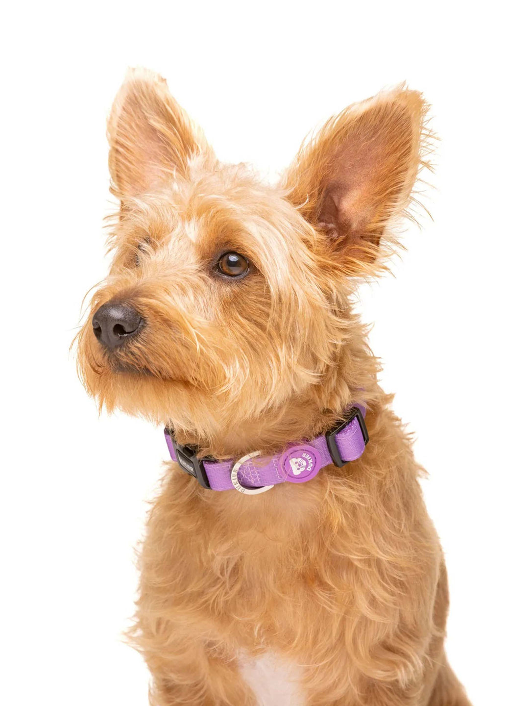 COLLAR PARA PERRO PURPLE