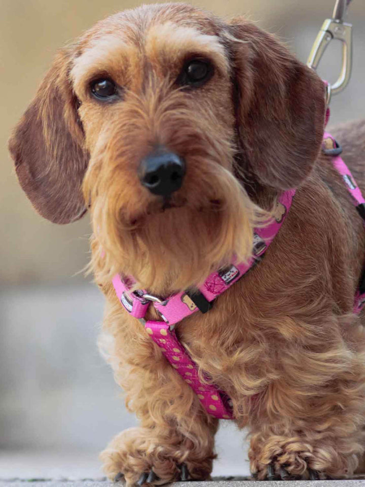 DOGTELLA CLASSIC DOG HARNESS