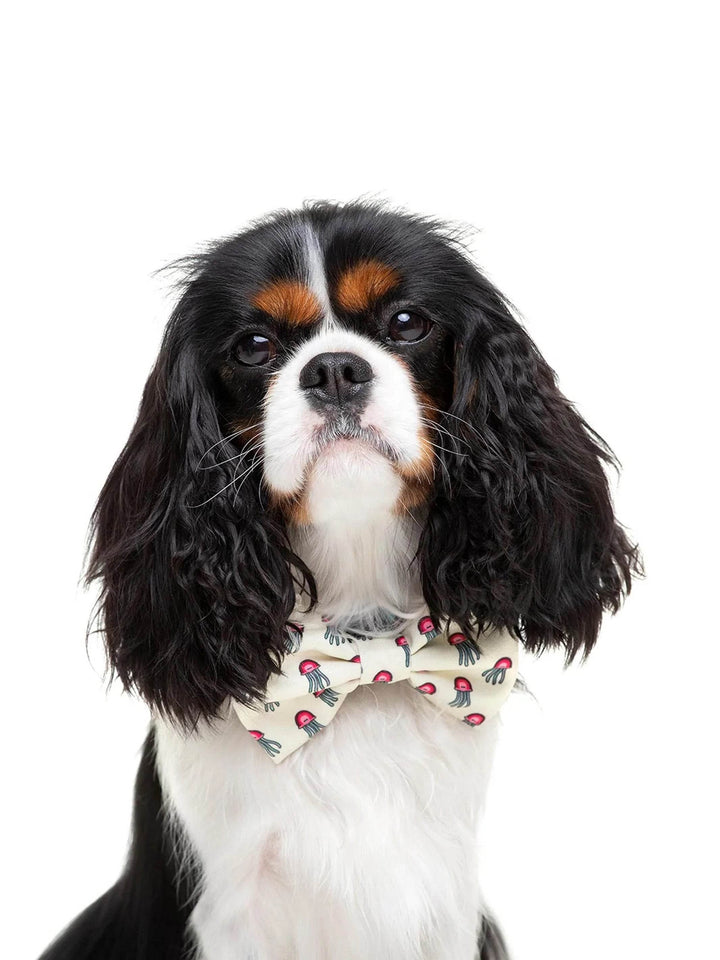 TURTLE BOW TIE FOR DOGS