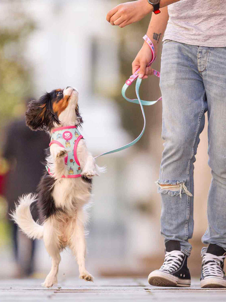 REVERSIBLE PRINCESS HARNESS FOR DOGS