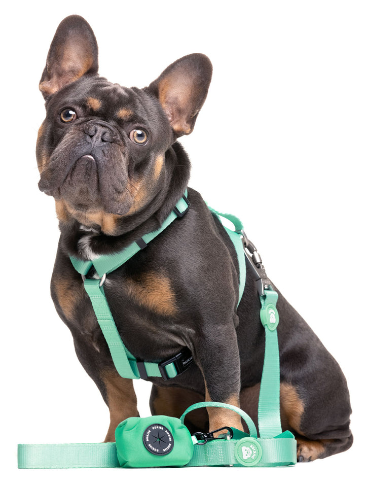 MINT LEASH FOR DOGS