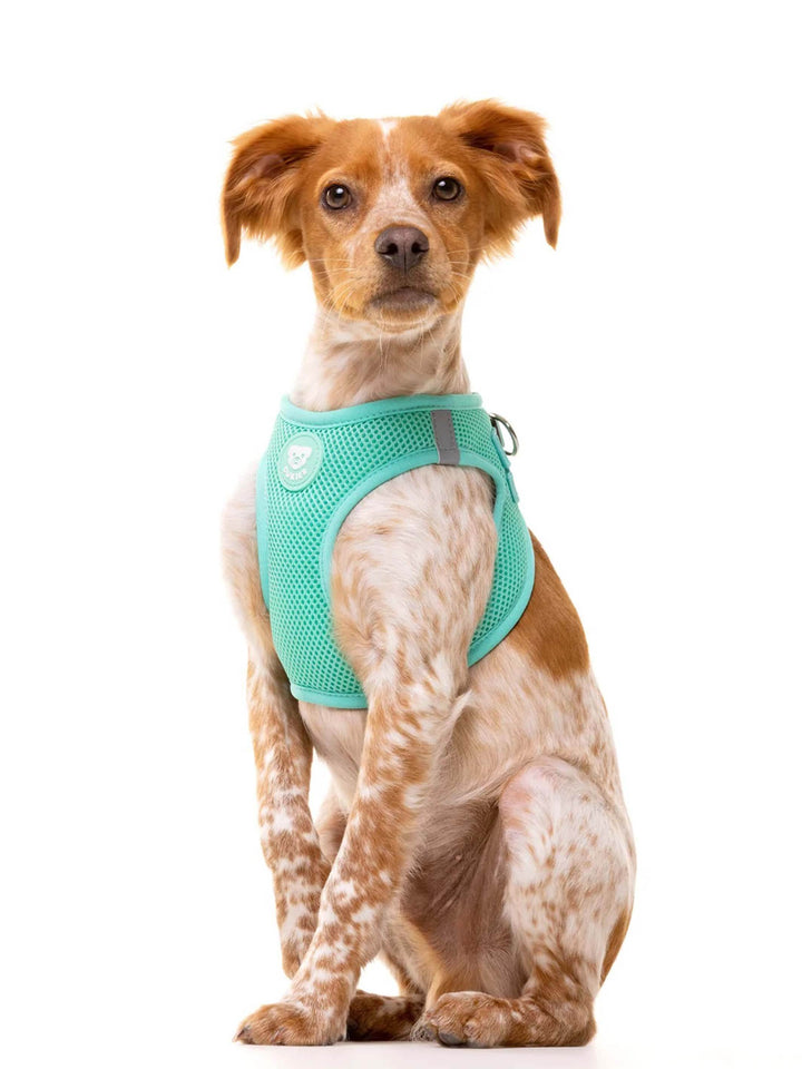 DOG BODY HARNESS MINT