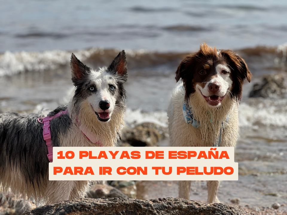 Las 10 mejores playas de España para ir con tu perro