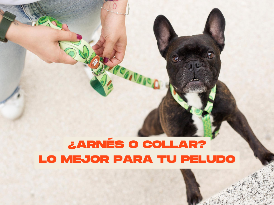 Arnés o collar para perro: ¿cuál es mejor para tu peludo?