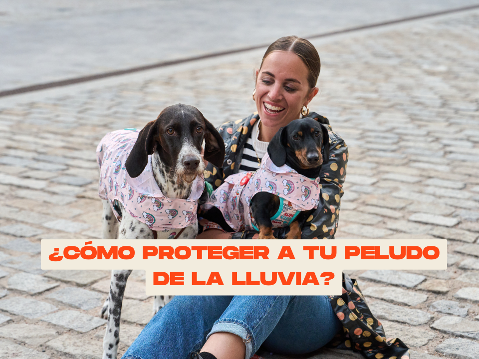 ¿Cómo proteger a tu perro de la lluvia?