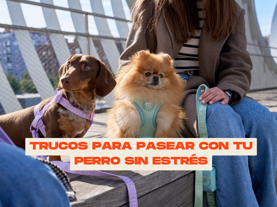 Trucos para pasear con tu perro en zonas concurridas sin estrés