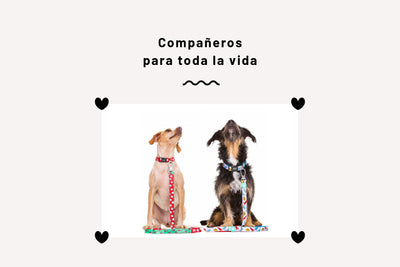 Partners For Life