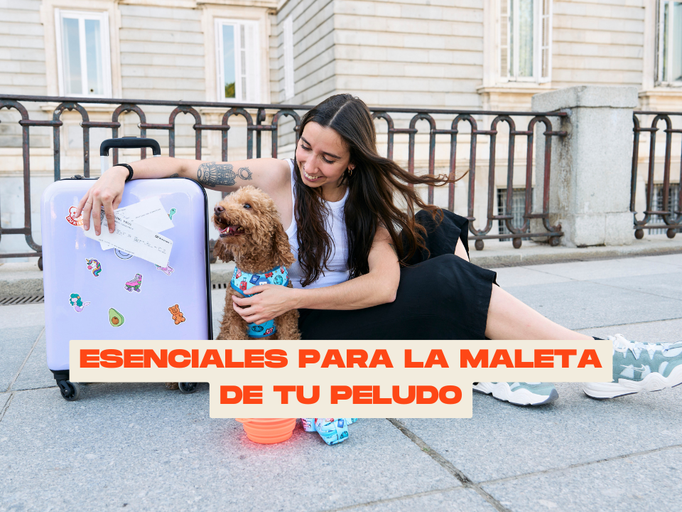 Viajar con tu perro en verano: Esenciales para su maleta