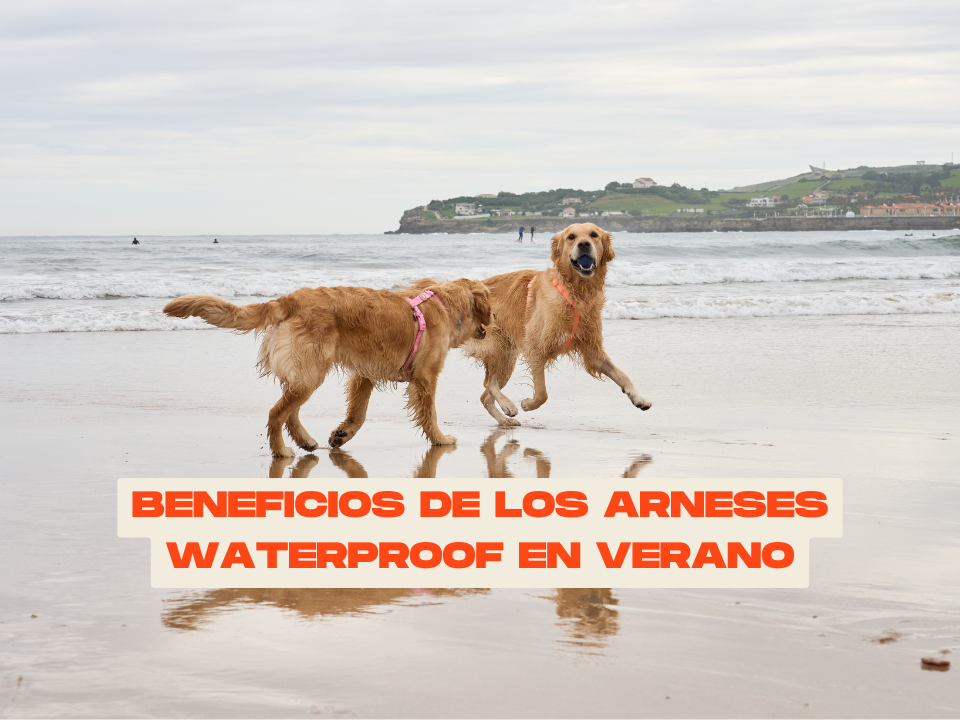 Beneficios de los arneses waterproof en verano (y cómo elegir el mejor)