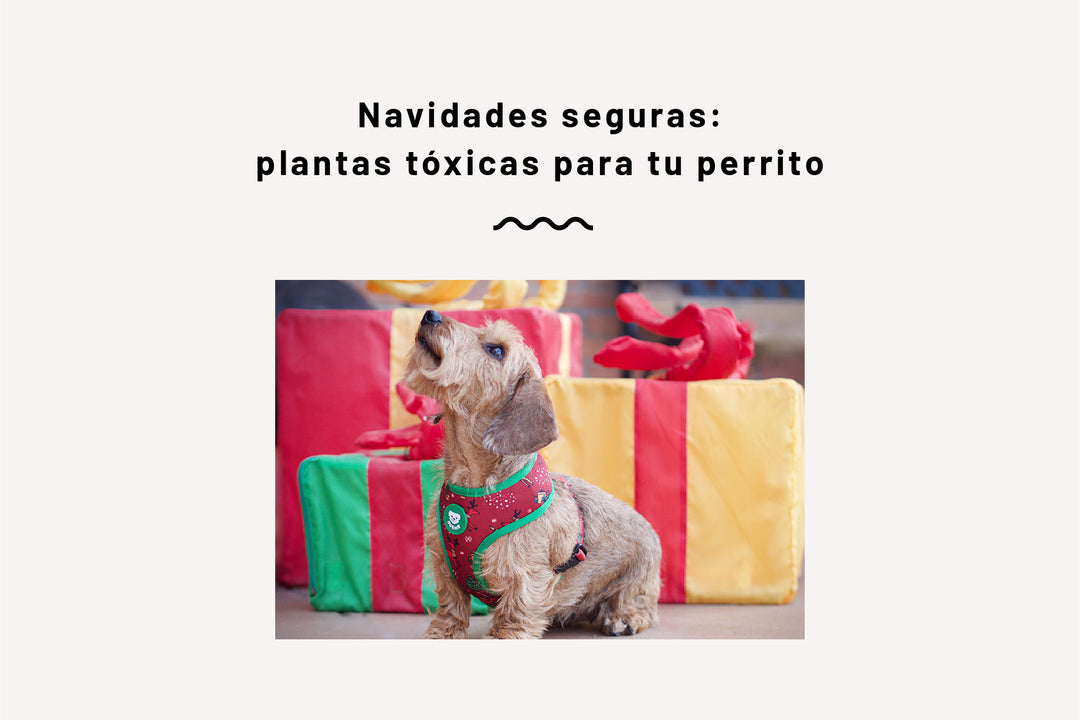 Navidades Seguras: Plantas Navideñas Tóxicas Para Tu Perrito