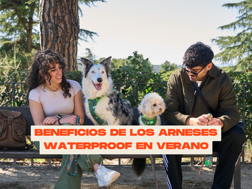 Cómo evitar quemaduras en las almohadillas de tu perro en días de calor