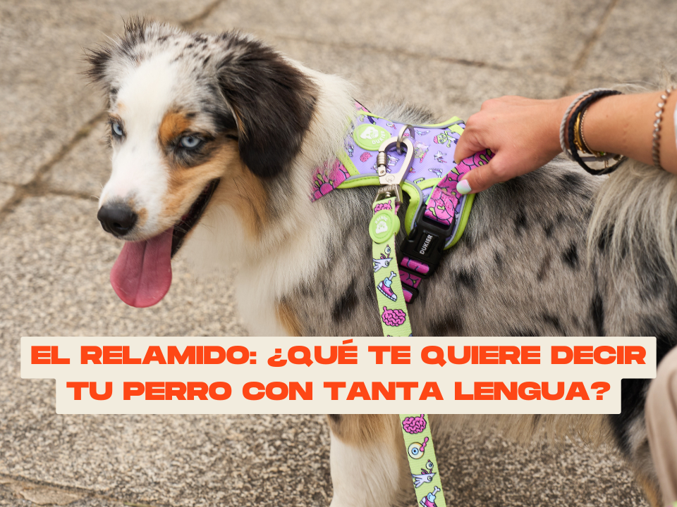 Decodificando el Relamido: ¿Qué Te Quiere Decir tu Perro con Tanta Lengua?