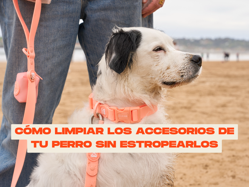 Cómo limpiar la correa y collar de tu perro sin estropearlos: guía rápida y efectiva