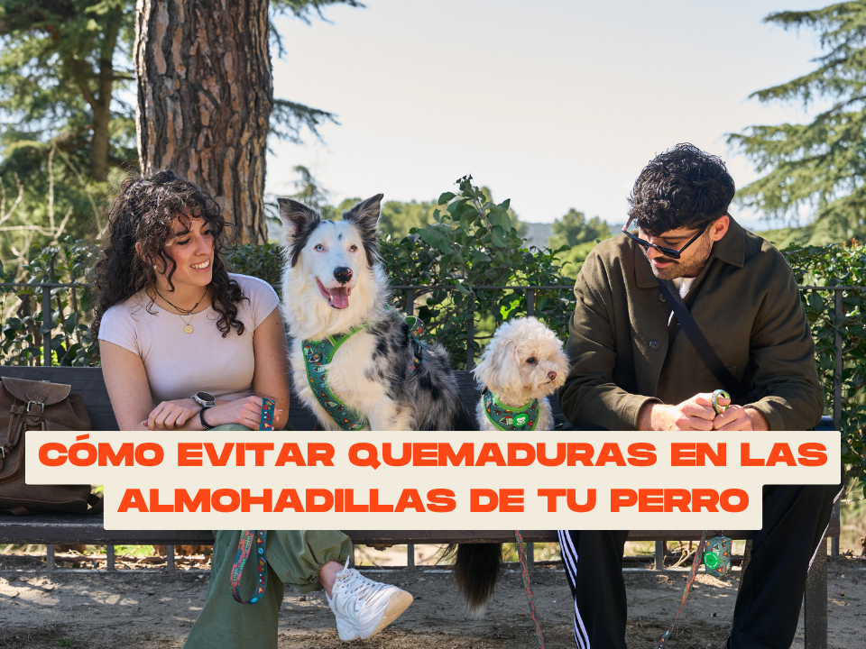 Cómo evitar quemaduras en las almohadillas de tu perro en días de calor