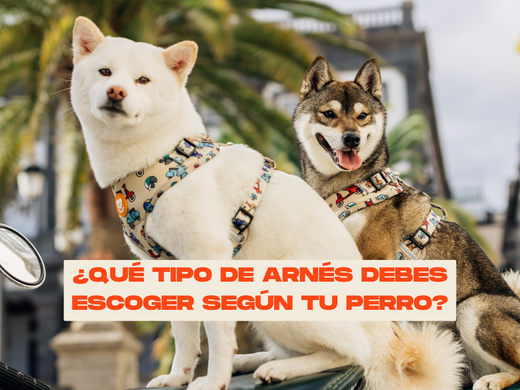 ¿Qué tipo de arnés escoger según tu perro?