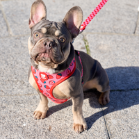 ARNESES PARA PERROS MEDIANOS