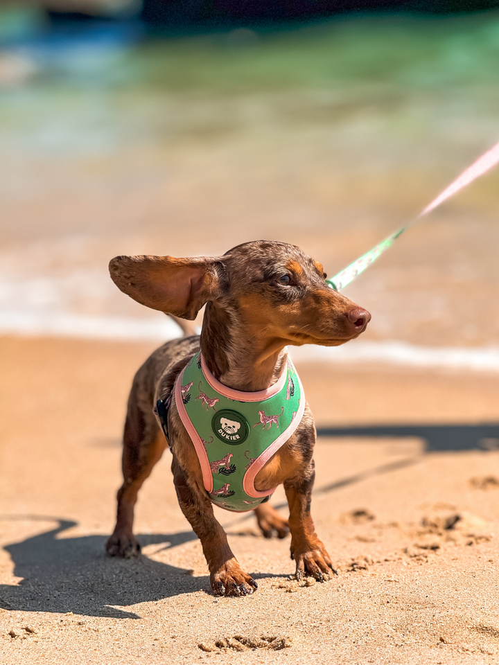 LEOPARD REVERSIBLE DOG HARNESS