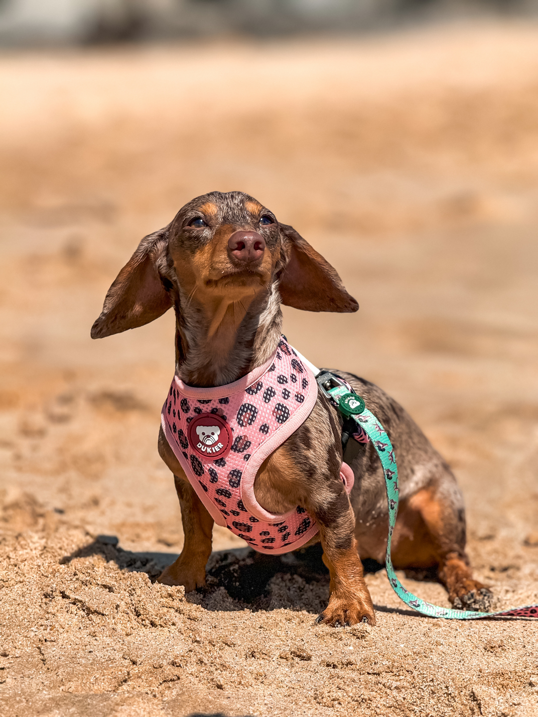 LEOPARD REVERSIBLE DOG HARNESS