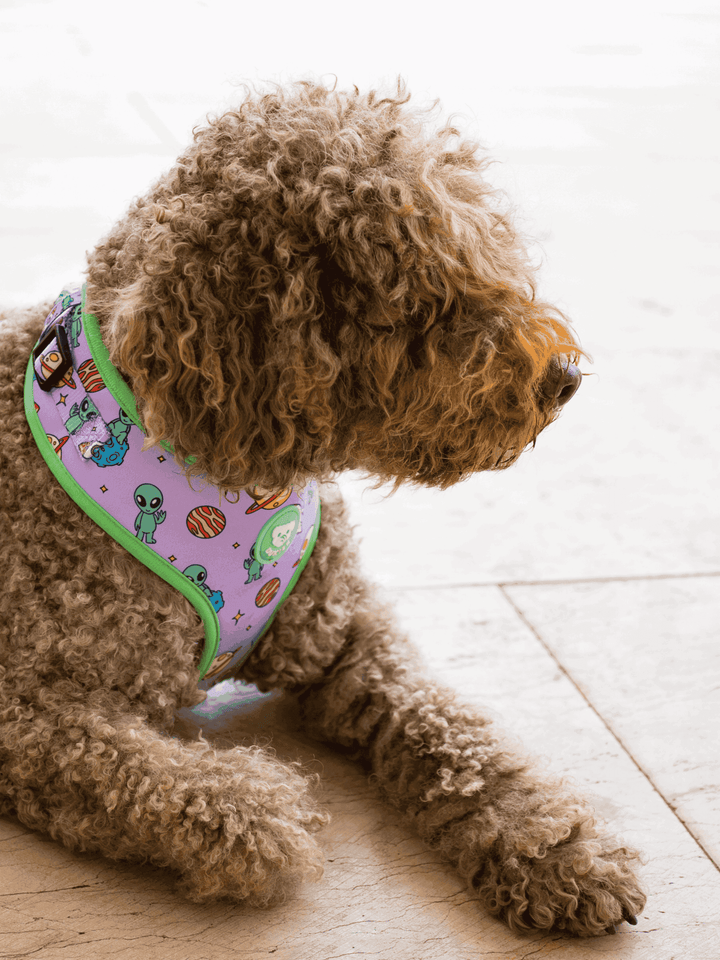 ARNES AJUSTABLE PARA PERRO ALIEN