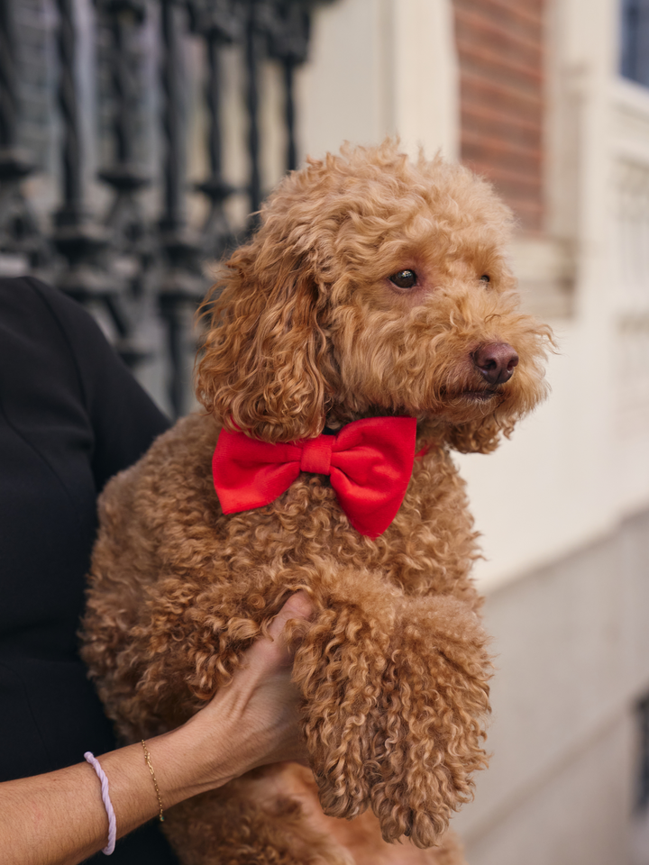 PAJARITA PARA PERRO VELVET RED
