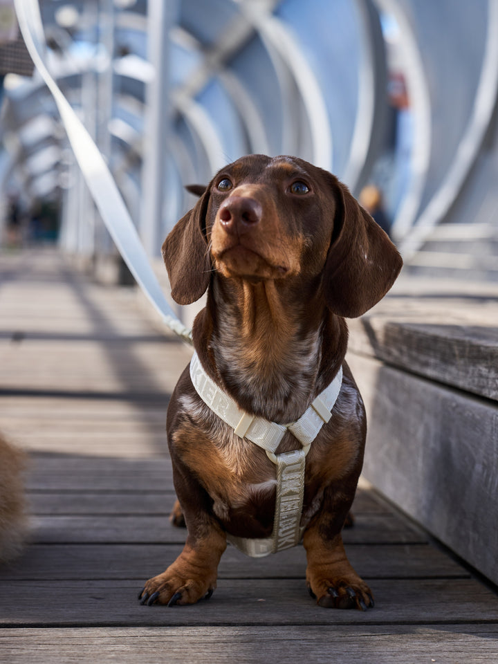 KLASSISCHES HUNDEGESCHIRR BEIGE