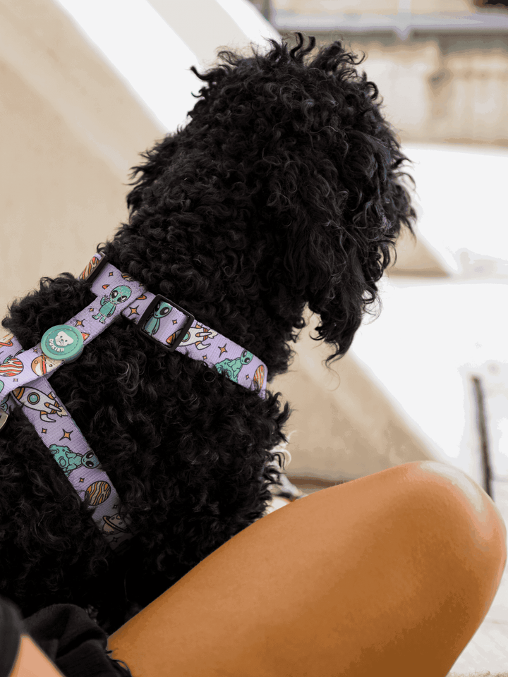 ARNÉS CLÁSICO PARA PERRO ALIEN