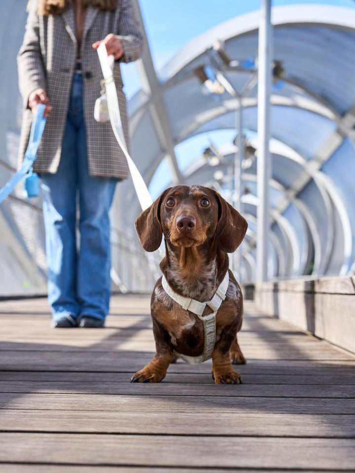 KLASSISCHES HUNDEGESCHIRR BEIGE