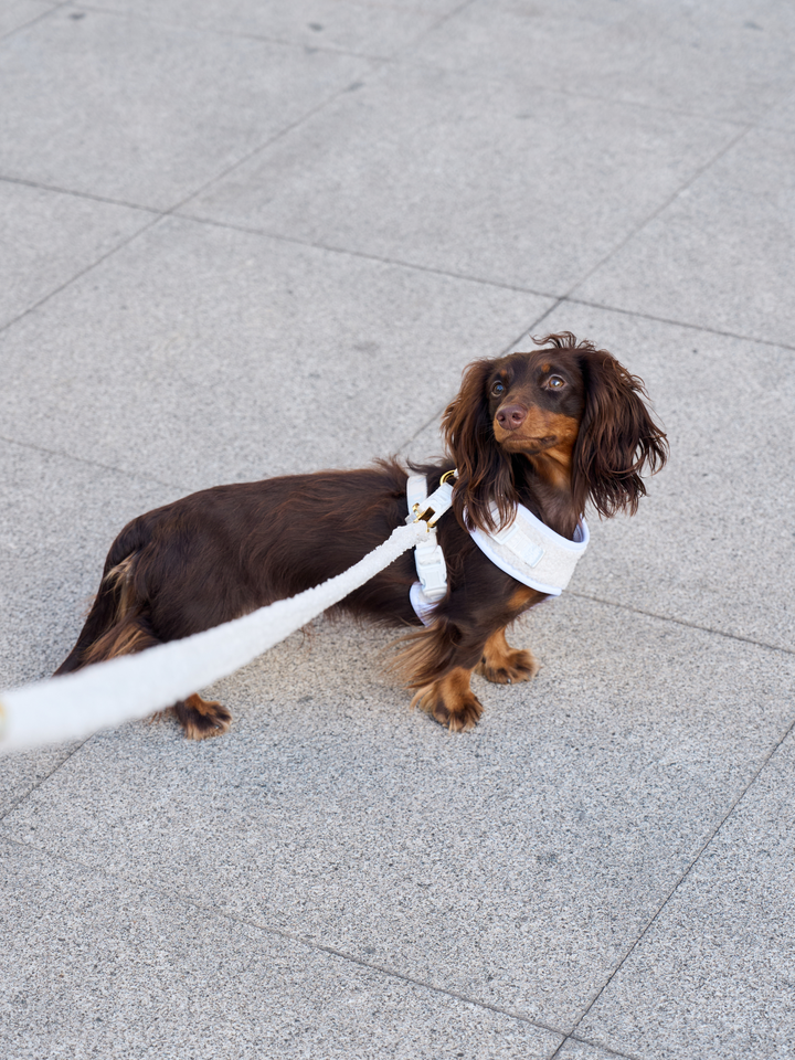 TEDDY WHITE DOG LEASH