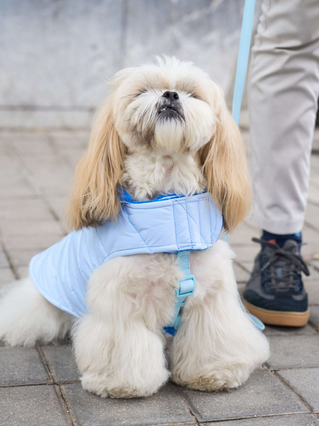 ABRIGO PARA PERRO BLUE