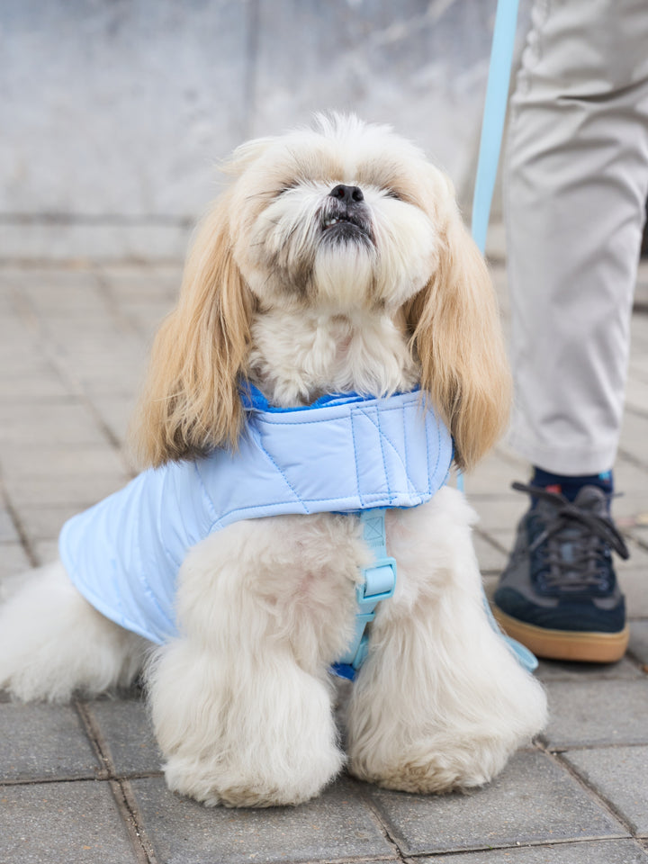 DOG COAT BLUE