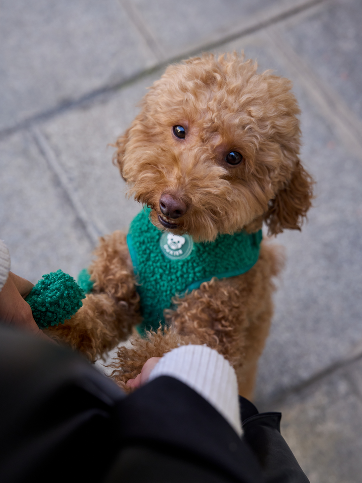 PETTORINA REGOLABILE PER CANE TEDDY RED