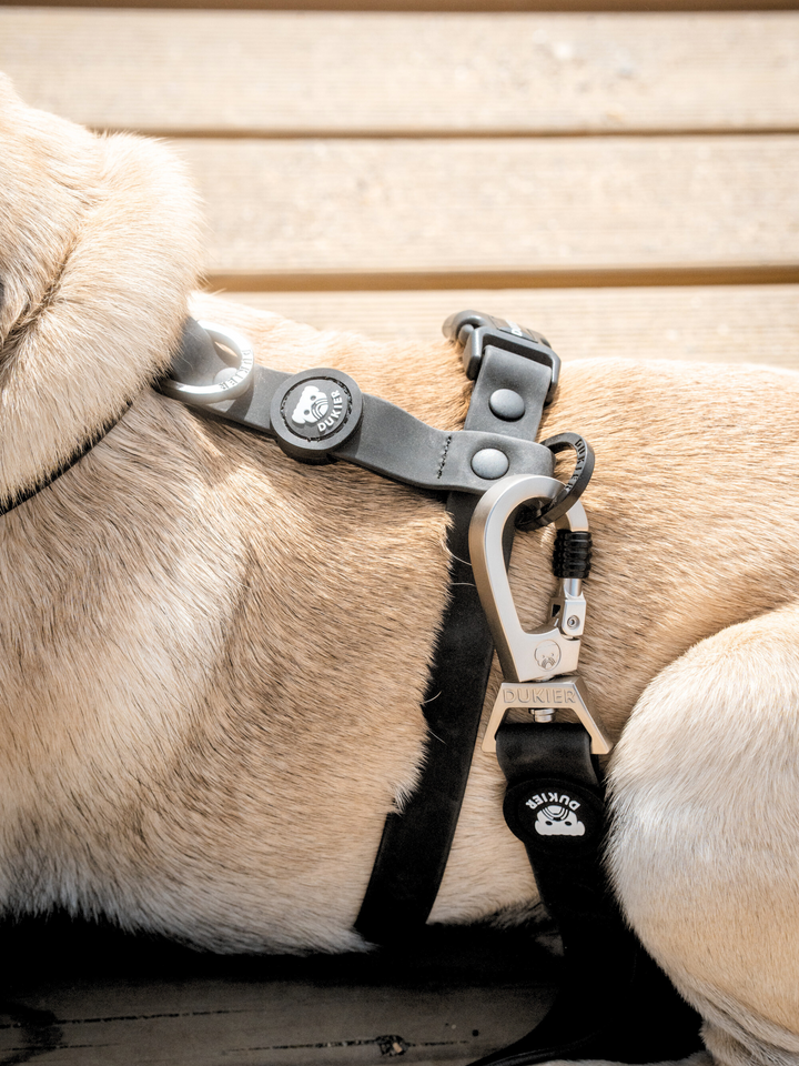 CORREA WATERPROOF PARA PERRO BLACK