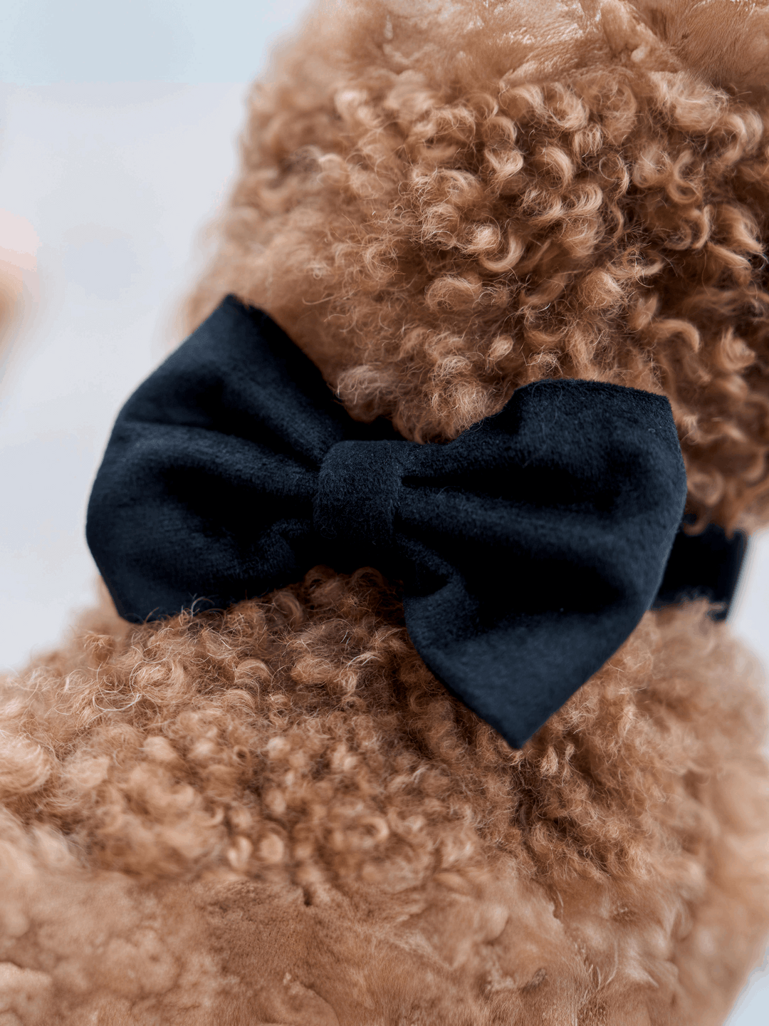 PAJARITA PARA PERRO VELVET BLACK