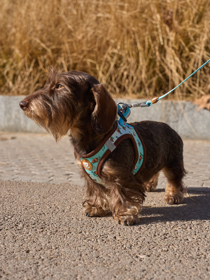 DOG BODY HARNESS TURTLE