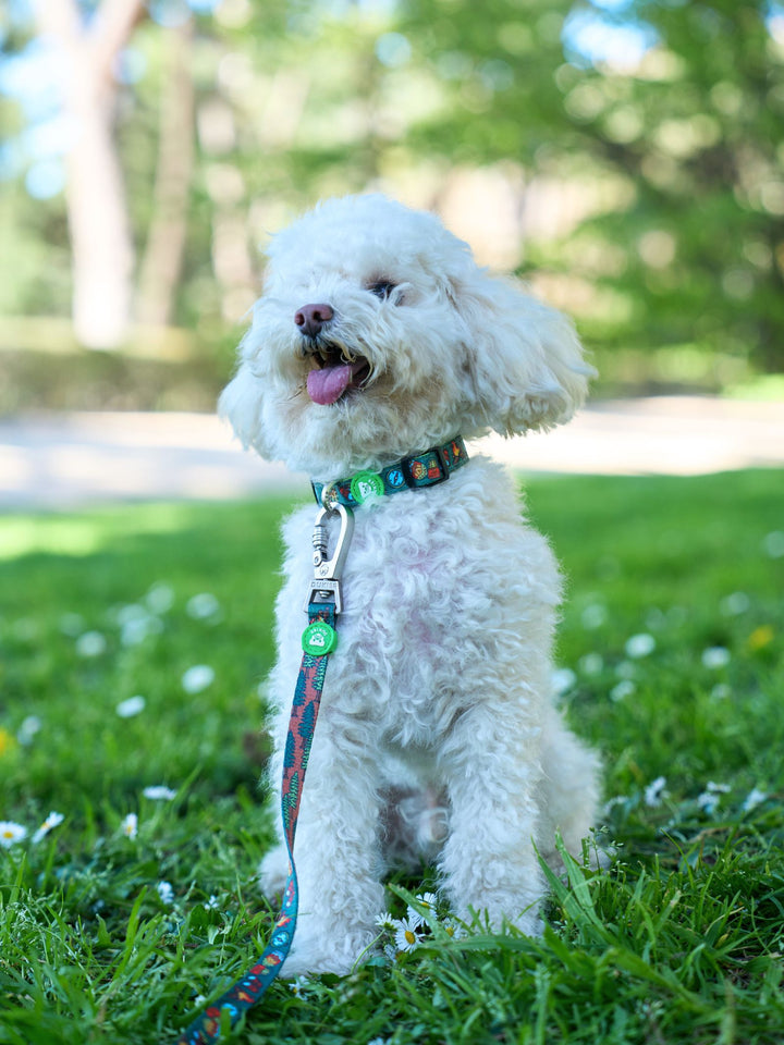 COLLIER SCOUTS POUR CHIEN