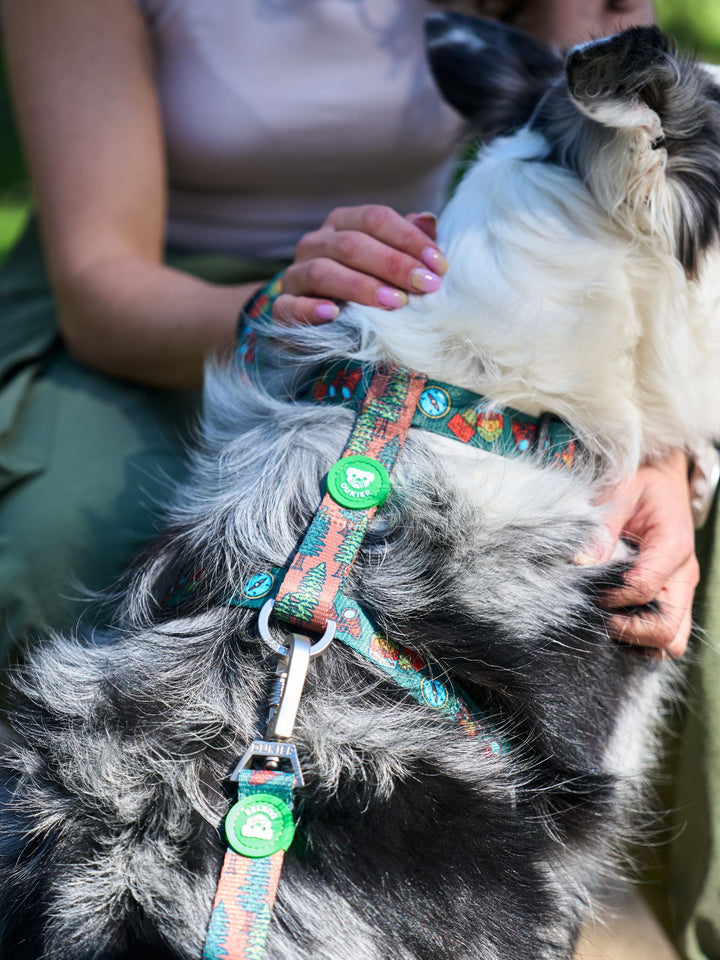 HARNAIS CLASSIQUE SCOUTS POUR CHIEN