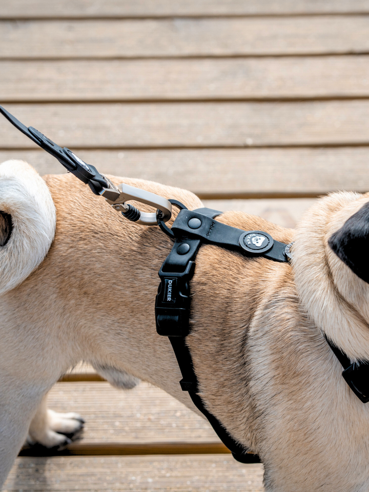 CORREA WATERPROOF PARA PERRO BLACK