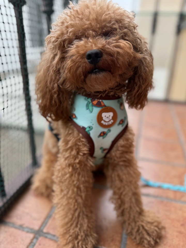 TURTLE REVERSIBLE DOG HARNESS